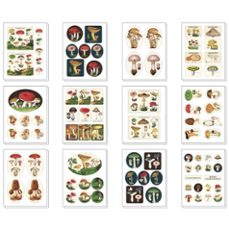 cajita metálica cavallini mushrooms c / stickers-9781639472901