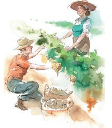 viñadores-alejandro muchada-9788412570724