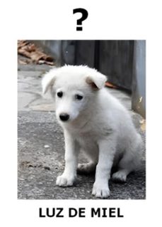 conclusion (ebook)-luz de miel-3410008894001