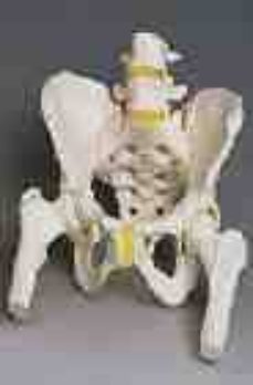 a62: esqueleto de la pelvis femenino con cabezas de femur moviles-2910011027416