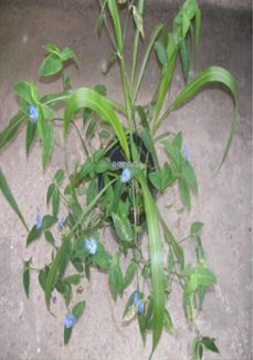 agenda (ebook)-as minas:patricia fields sandra e sclata-3410001802461