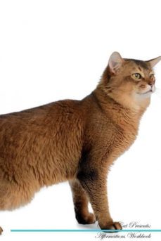 somali cat affirmations workbook somali cat presents-9781526975881