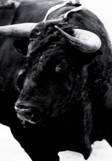 blood of kings-carlosfot. cazalis-9788416282791