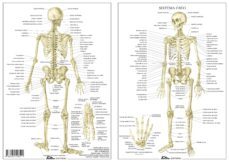 sistema oseo-miguel jimenez hernandez-9788494518591