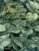 cultivo de plantas aromaticas-jean-marie polese-9788428215091 cultivo de plantas aromaticas jean marie polese 9788428215091