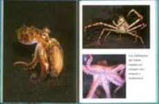 Portada de ANIMALES SUBMARINOS ANIMALES EN IMAGENES